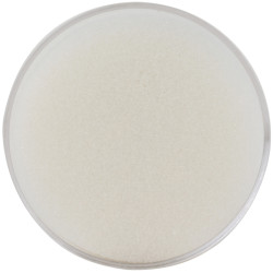 Pirkstu mitrinātājs Deli Ø77mmx36mm, porolona